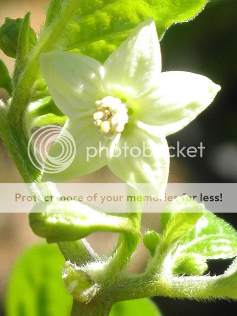 Posted Image