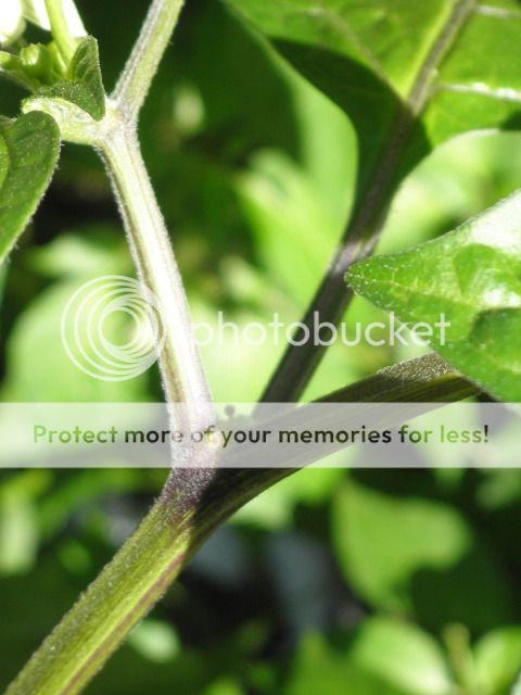 Posted Image