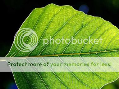 la inteligencia de las plantas