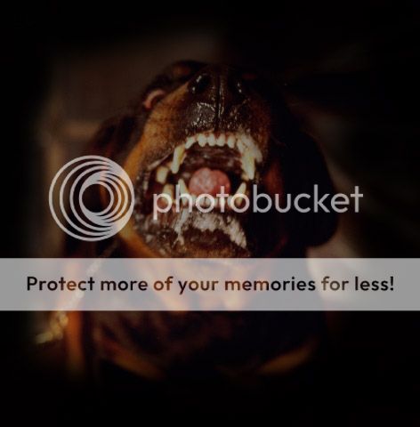 Rottweiler Rottweiler