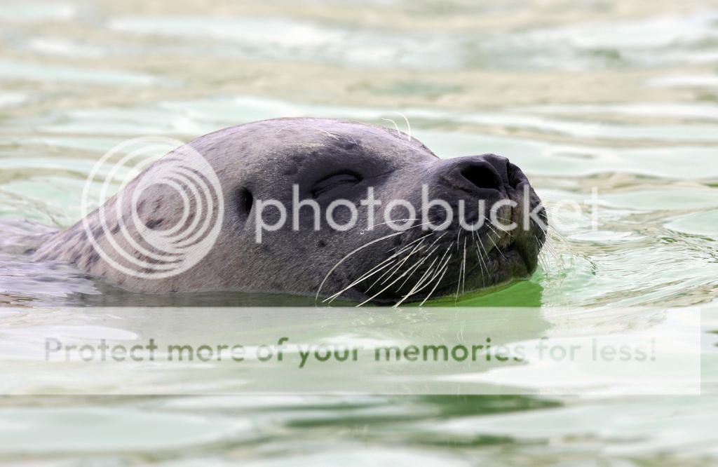 zeehond_zpscd345afc.jpg