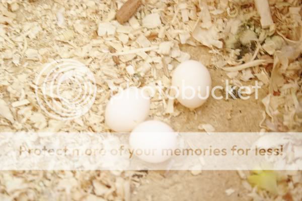 egg5.jpg
