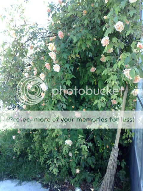28042009066-1.jpg