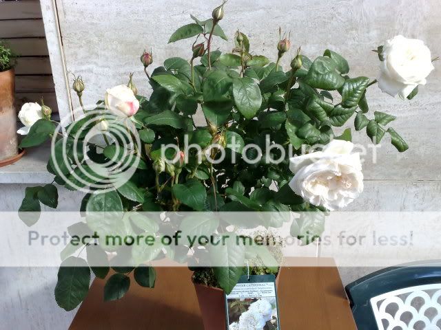 28042009076.jpg