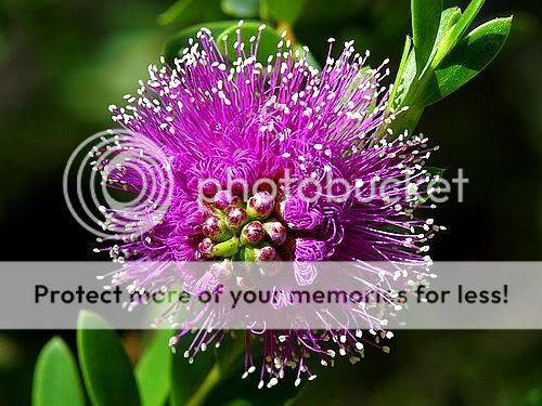 pink flower Pictures, Images and Photos